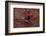 Red Coffee Cup-Steve Gadomski-Framed Photographic Print