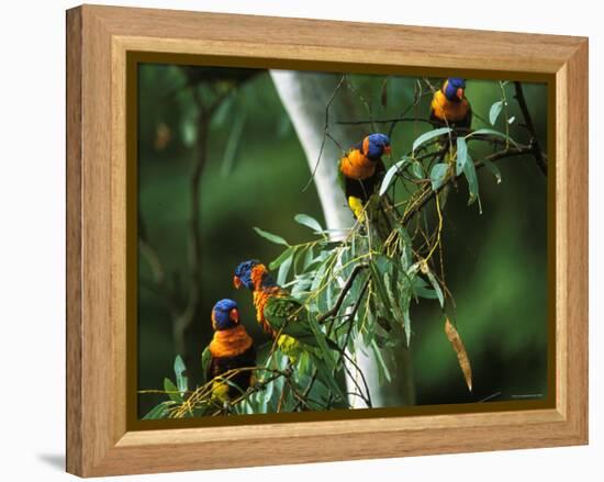 Red Collared Rainbow Lorikeets Flock in Tree, Western Australia-Tony Heald-Framed Premier Image Canvas