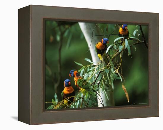 Red Collared Rainbow Lorikeets Flock in Tree, Western Australia-Tony Heald-Framed Premier Image Canvas