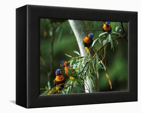 Red Collared Rainbow Lorikeets Flock in Tree, Western Australia-Tony Heald-Framed Premier Image Canvas