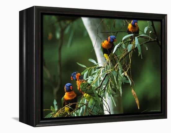 Red Collared Rainbow Lorikeets Flock in Tree, Western Australia-Tony Heald-Framed Premier Image Canvas