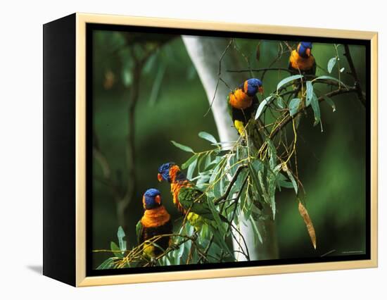 Red Collared Rainbow Lorikeets Flock in Tree, Western Australia-Tony Heald-Framed Premier Image Canvas