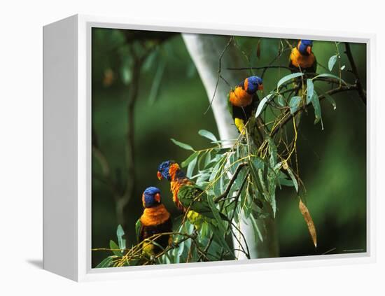 Red Collared Rainbow Lorikeets Flock in Tree, Western Australia-Tony Heald-Framed Premier Image Canvas