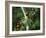 Red Collared Rainbow Lorikeets Flock in Tree, Western Australia-Tony Heald-Framed Photographic Print