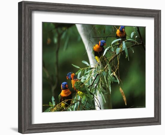 Red Collared Rainbow Lorikeets Flock in Tree, Western Australia-Tony Heald-Framed Photographic Print