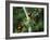 Red Collared Rainbow Lorikeets Flock in Tree, Western Australia-Tony Heald-Framed Photographic Print