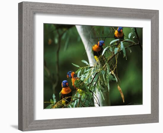 Red Collared Rainbow Lorikeets Flock in Tree, Western Australia-Tony Heald-Framed Photographic Print