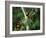 Red Collared Rainbow Lorikeets Flock in Tree, Western Australia-Tony Heald-Framed Photographic Print