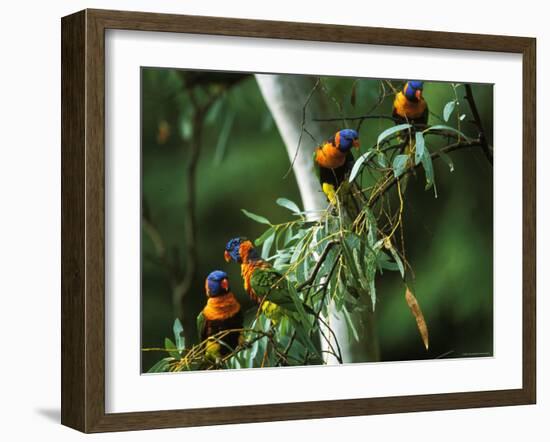 Red Collared Rainbow Lorikeets Flock in Tree, Western Australia-Tony Heald-Framed Photographic Print