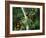 Red Collared Rainbow Lorikeets Flock in Tree, Western Australia-Tony Heald-Framed Photographic Print