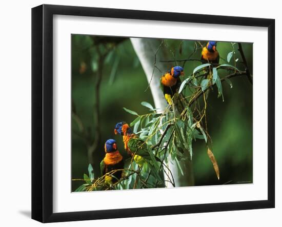 Red Collared Rainbow Lorikeets Flock in Tree, Western Australia-Tony Heald-Framed Photographic Print