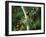 Red Collared Rainbow Lorikeets Flock in Tree, Western Australia-Tony Heald-Framed Photographic Print