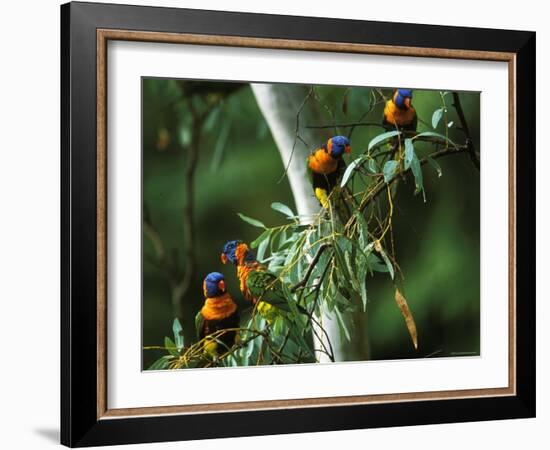 Red Collared Rainbow Lorikeets Flock in Tree, Western Australia-Tony Heald-Framed Photographic Print