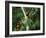 Red Collared Rainbow Lorikeets Flock in Tree, Western Australia-Tony Heald-Framed Photographic Print