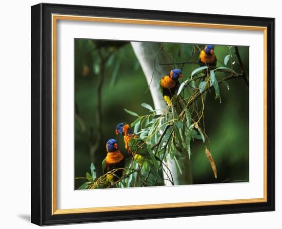 Red Collared Rainbow Lorikeets Flock in Tree, Western Australia-Tony Heald-Framed Photographic Print