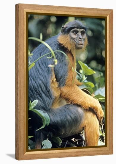 Red Colobus Monkey Female Sitting-null-Framed Premier Image Canvas