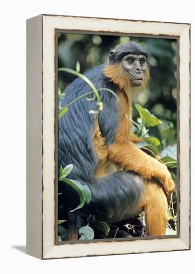 Red Colobus Monkey Female Sitting-null-Framed Premier Image Canvas