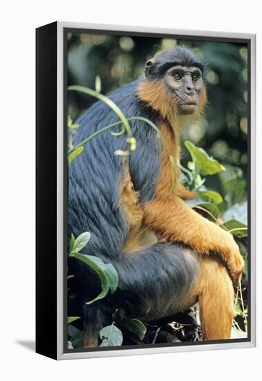 Red Colobus Monkey Female Sitting-null-Framed Premier Image Canvas