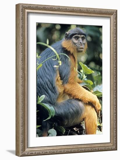 Red Colobus Monkey Female Sitting-null-Framed Photographic Print