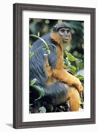 Red Colobus Monkey Female Sitting-null-Framed Photographic Print