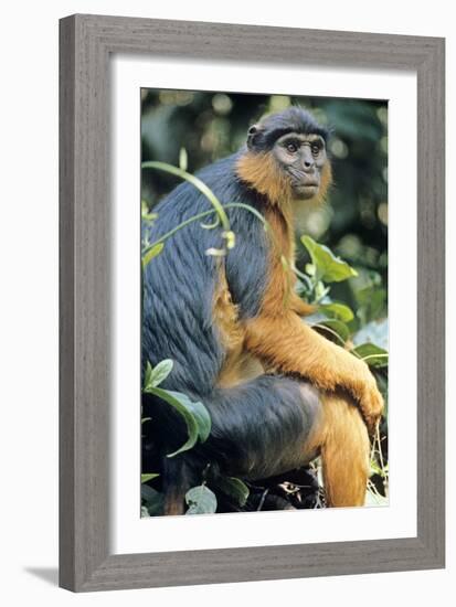 Red Colobus Monkey Female Sitting-null-Framed Photographic Print