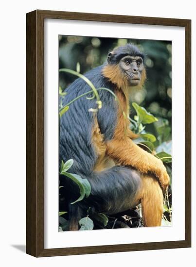 Red Colobus Monkey Female Sitting-null-Framed Photographic Print