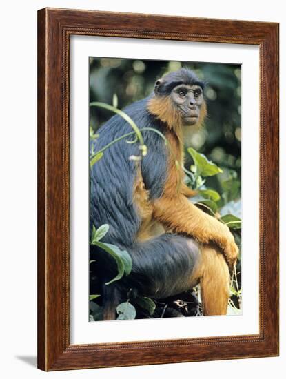 Red Colobus Monkey Female Sitting-null-Framed Photographic Print