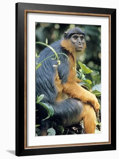 Red Colobus Monkey Female Sitting-null-Framed Photographic Print