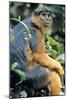 Red Colobus Monkey Female Sitting-null-Mounted Photographic Print