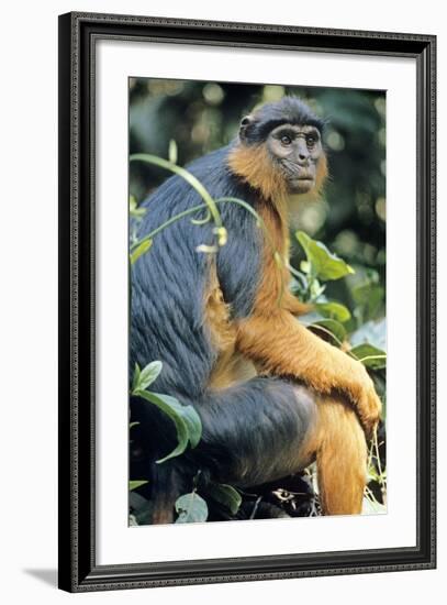 Red Colobus Monkey Female Sitting-null-Framed Photographic Print