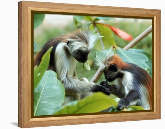 Red Colubus Monkeys Sitting in Tree Sharing Food-Carlo Bavagnoli-Framed Premier Image Canvas