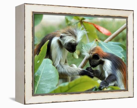 Red Colubus Monkeys Sitting in Tree Sharing Food-Carlo Bavagnoli-Framed Premier Image Canvas