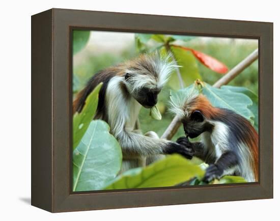 Red Colubus Monkeys Sitting in Tree Sharing Food-Carlo Bavagnoli-Framed Premier Image Canvas