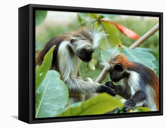 Red Colubus Monkeys Sitting in Tree Sharing Food-Carlo Bavagnoli-Framed Premier Image Canvas