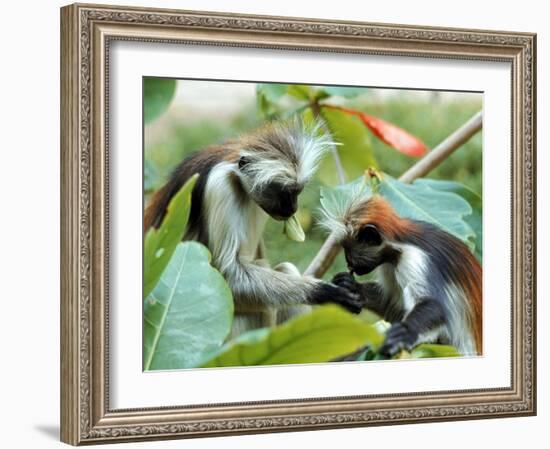 Red Colubus Monkeys Sitting in Tree Sharing Food-Carlo Bavagnoli-Framed Photographic Print