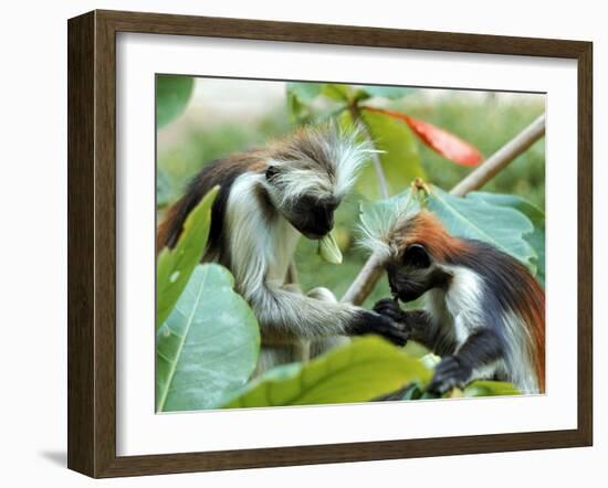 Red Colubus Monkeys Sitting in Tree Sharing Food-Carlo Bavagnoli-Framed Photographic Print