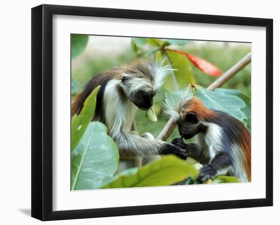 Red Colubus Monkeys Sitting in Tree Sharing Food-Carlo Bavagnoli-Framed Photographic Print