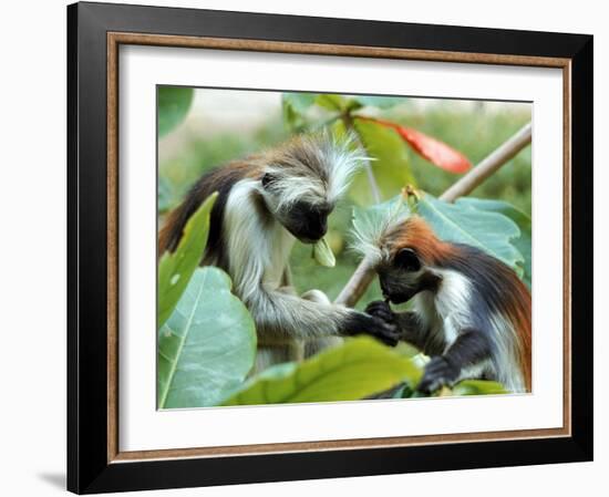 Red Colubus Monkeys Sitting in Tree Sharing Food-Carlo Bavagnoli-Framed Photographic Print