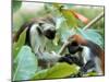 Red Colubus Monkeys Sitting in Tree Sharing Food-Carlo Bavagnoli-Mounted Photographic Print