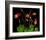 Red Columbine Garden Wildflowers-null-Framed Art Print