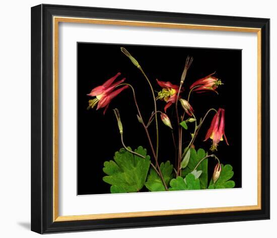 Red Columbine Garden Wildflowers-null-Framed Art Print