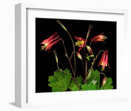 Red Columbine Garden Wildflowers-null-Framed Art Print