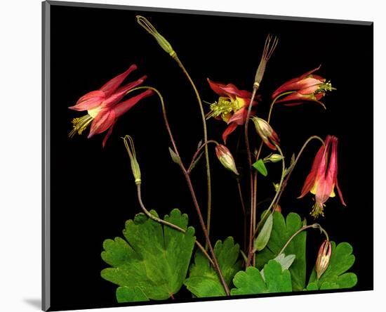 Red Columbine Garden Wildflowers-null-Mounted Art Print