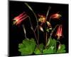 Red Columbine Garden Wildflowers-null-Mounted Art Print