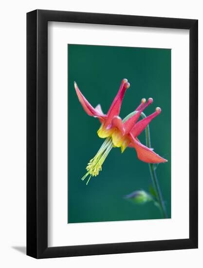 Red Columbine-Ken Archer-Framed Photographic Print