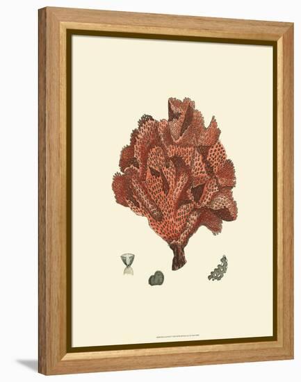 Red Coral IV-null-Framed Stretched Canvas
