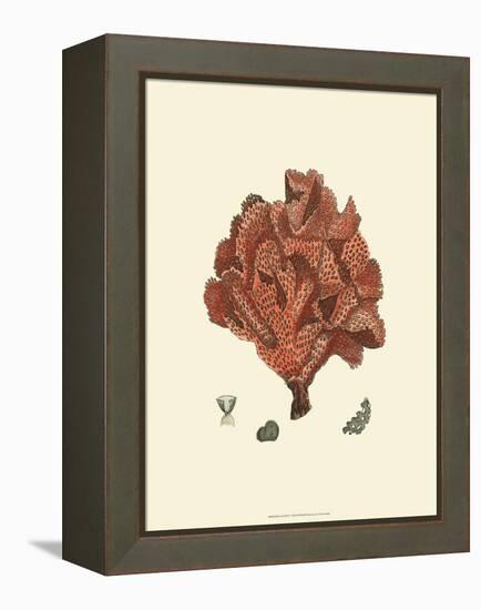 Red Coral IV-null-Framed Stretched Canvas