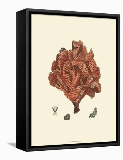 Red Coral IV-null-Framed Stretched Canvas