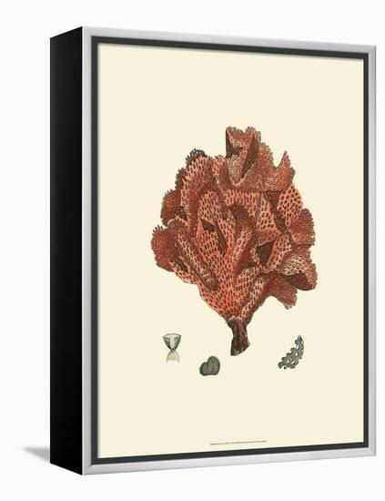 Red Coral IV-null-Framed Stretched Canvas