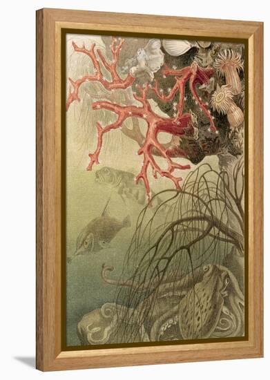 Red Coral, Plate from "Brehms Tierleben: Allgemeine Kunde Des Tierreichs", Vol.10, P.608,…-German School-Framed Premier Image Canvas
